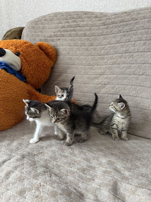 Котята тигрята мама шотландская