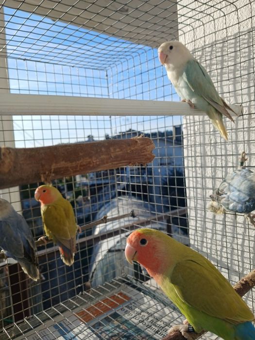 Agapornis para seder