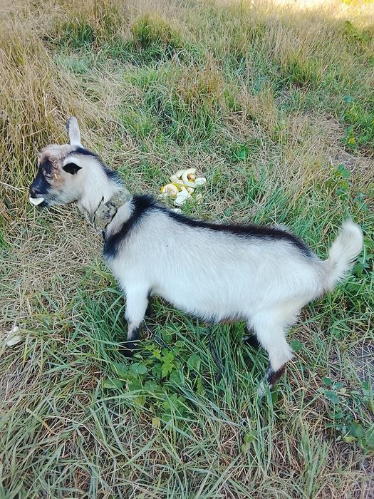 Продам козенят полтавські.