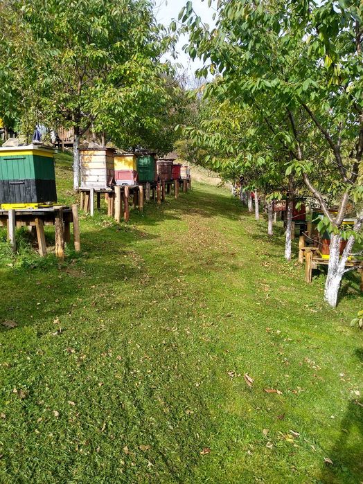 Ule z pszczołami cała rodzina