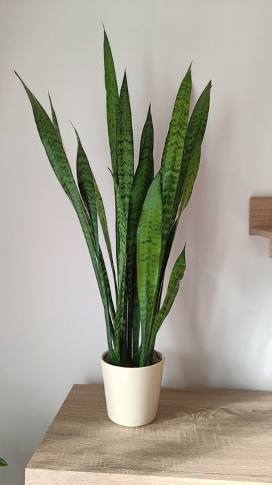 Sanseviera 85 cm