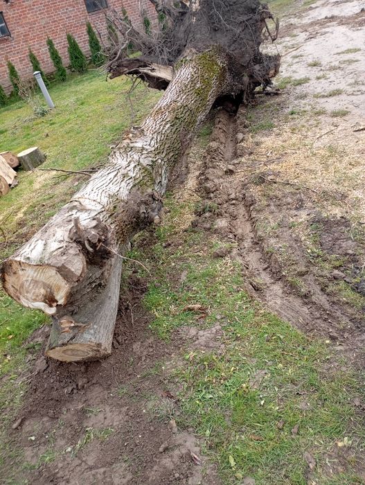 Orzech włoski pień