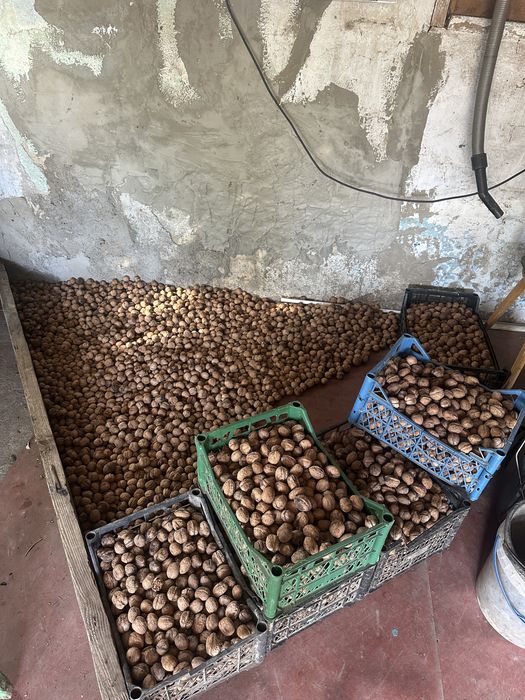 Продам Грецький горіх
