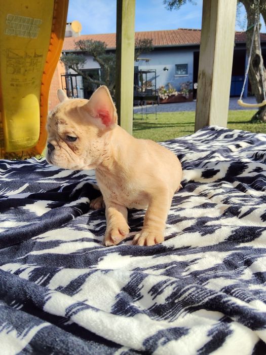 Bulldog Francês Lilac Fawn