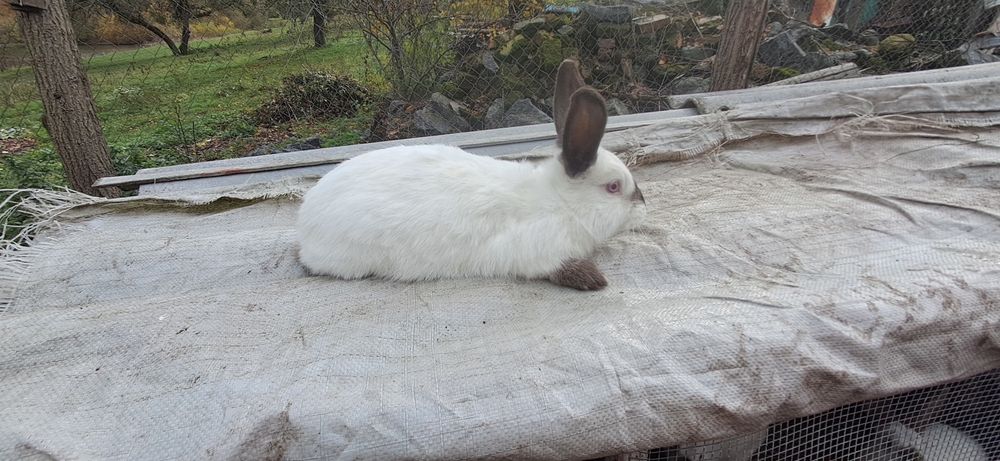 Продам крлликів 3 місяця каліфорнія