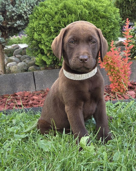 Labrador Retriever Sunia