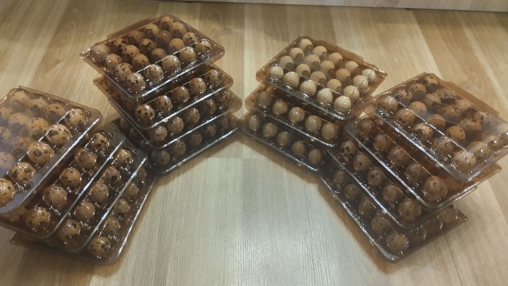 Інкубаційні перепелинні яйця