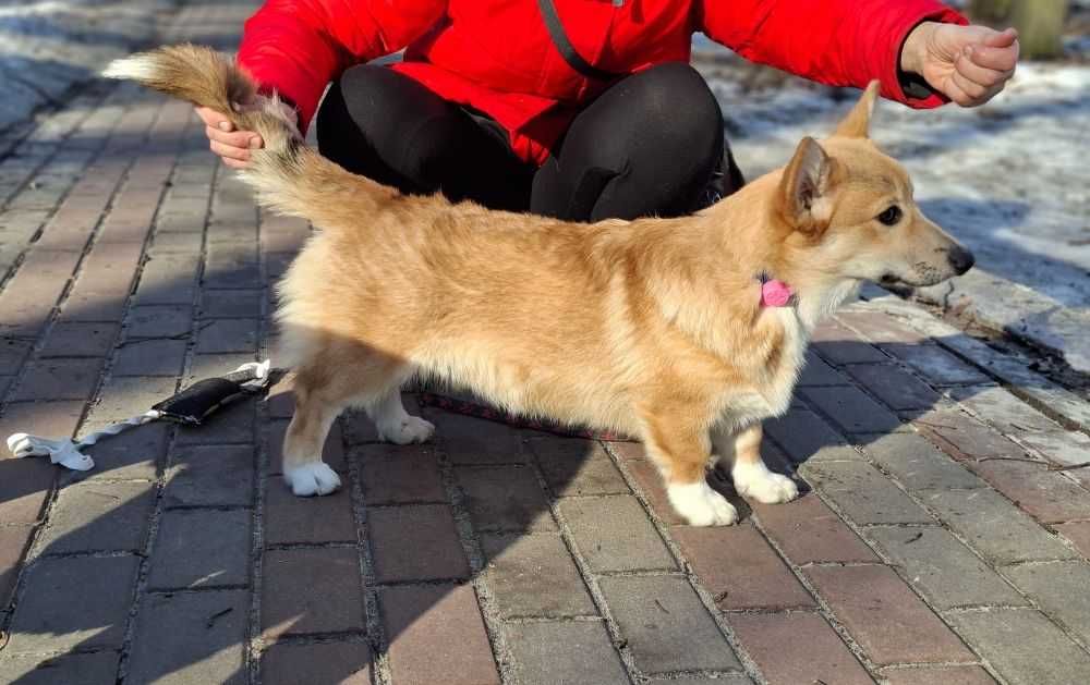 Дуже чудовий хлопчик вельш коргі пемброк,док КСУ,Київ
