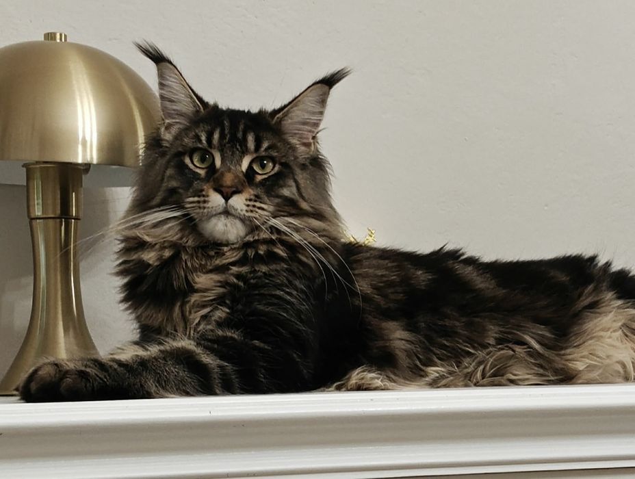 WIBO biały kocurek Maine Coon