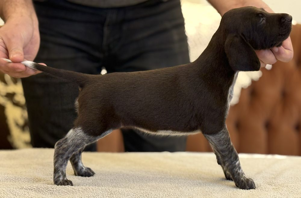 Wyżeł Niemiecki Krótkowłosy