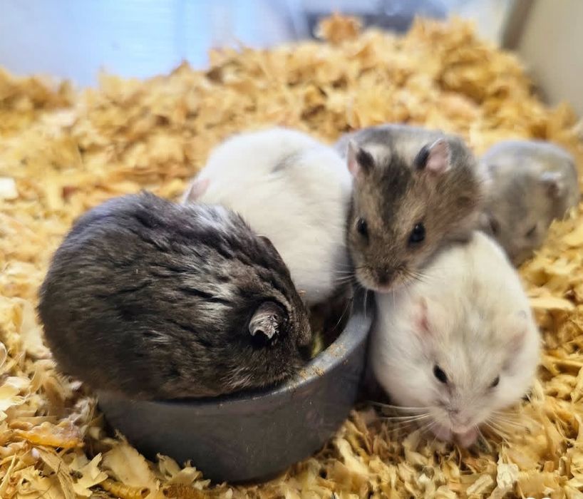 Chomiczki dżungarskie młode