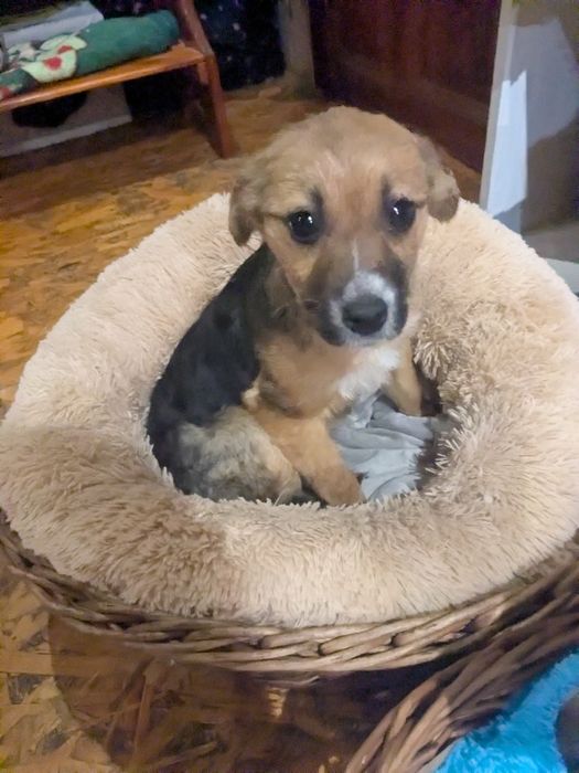 Цуценя у добрі руки