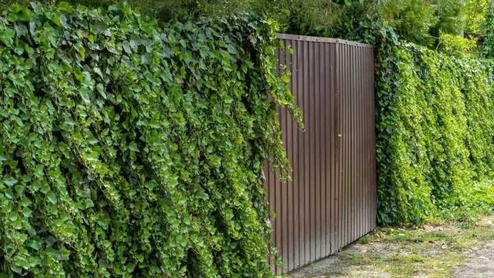 Bluszcz na ściany płoty sadzonki 100 cm 50 sztuk zasłona od sąsiadów