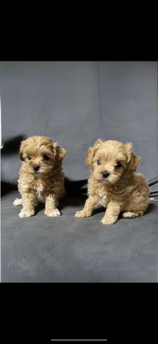 +Микро •мини Мальтипу•ДеВочка•!