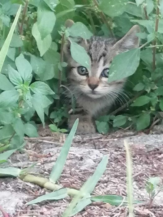 Gatos bebes para adoção