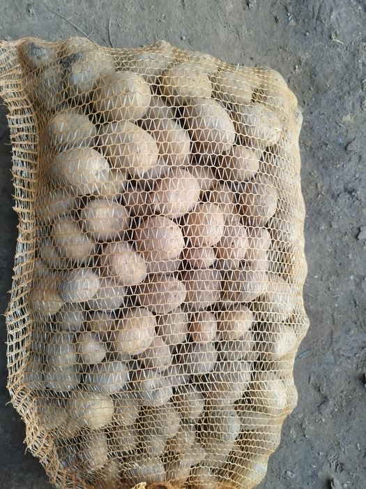 Sprzedam ziemniaki wielość jak sadzeniak  odmiana otolia i Soraya