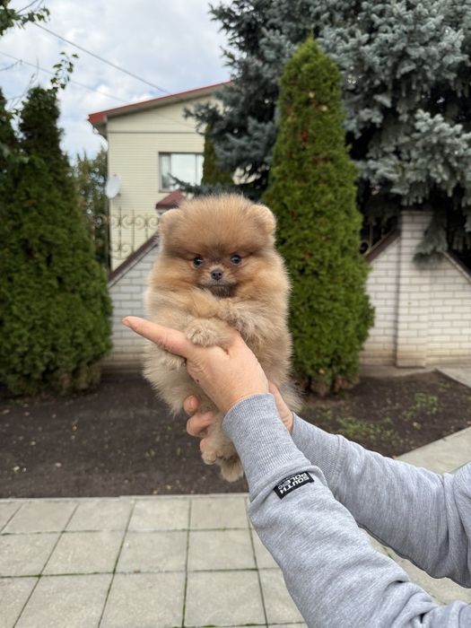 Супер мини мальчик
