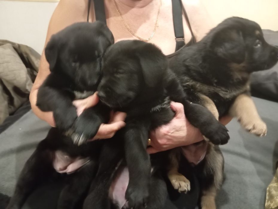 Віддаємо щенят в добрі руки