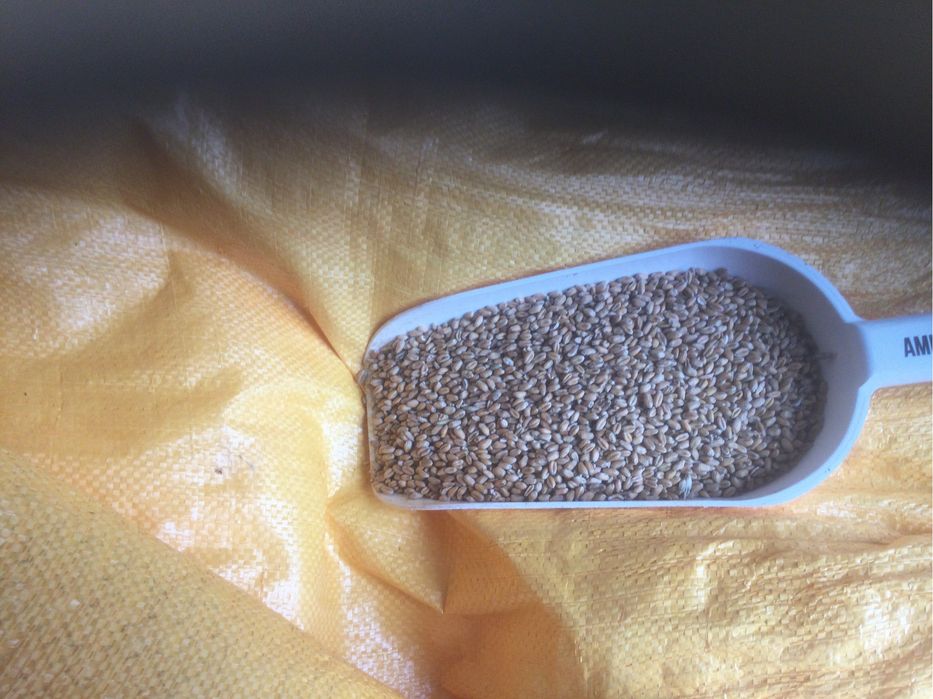 Pszenica-dla kur drobiu) ,  Jęczmień,Owies ,mieszanka jara , pszenżyto