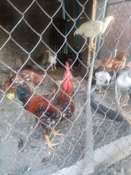 Продажа домашних петухов