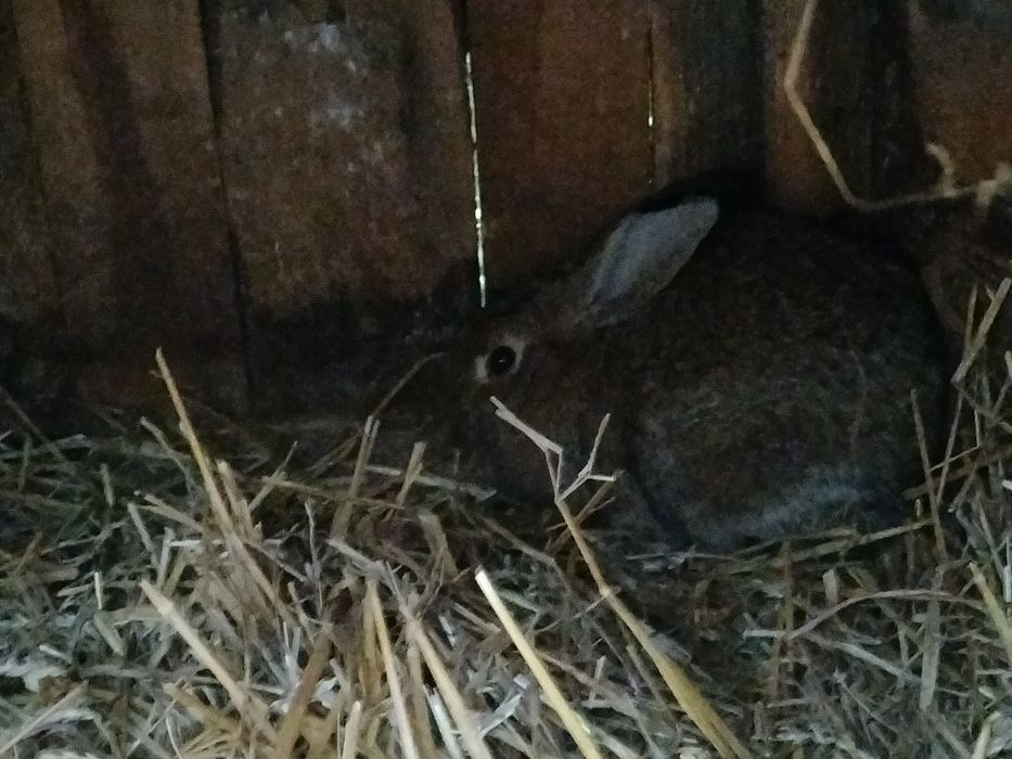 Sprzedam króliki samce i samice