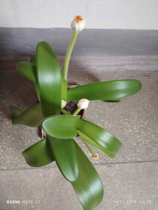 Гемантус білоквітковий (Haemanthus albiflos) ЦВІТЕ.