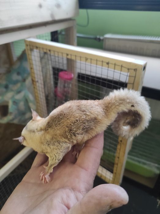 Lotopałanka karłowata okazja