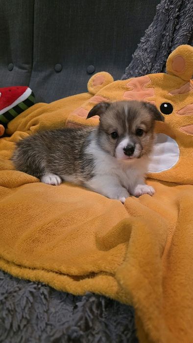 Piesek Welsh Corgi Pembroke po rodzicach FCI