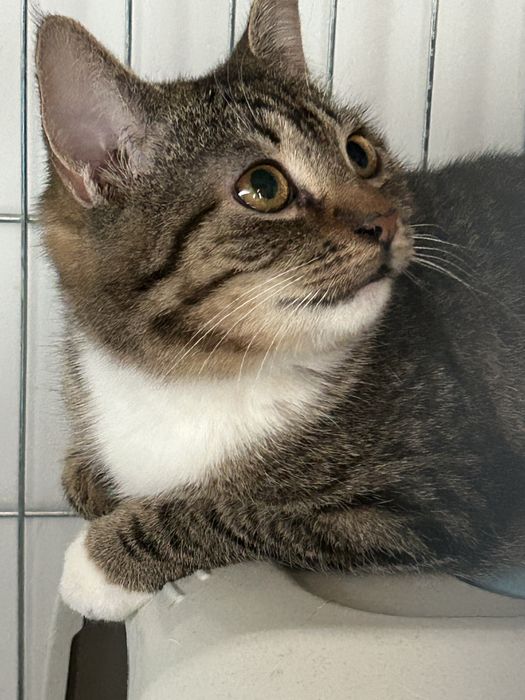 Uratowana kotka potrzebuje domu