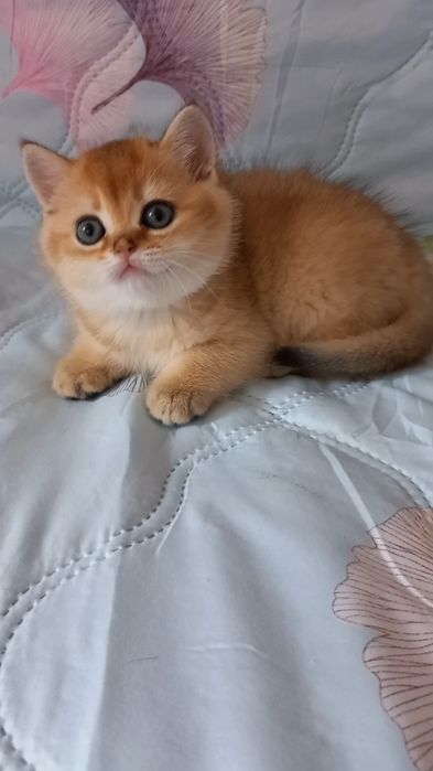 золота шиншила котики