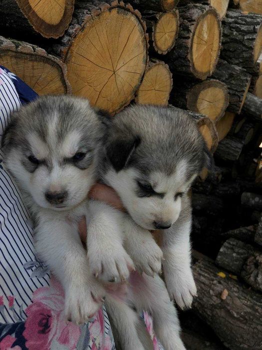 Продам цуценят чистокровні породи Хаски за договірною ціною