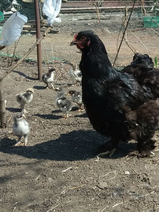 Яйце куряче Кохійхін.