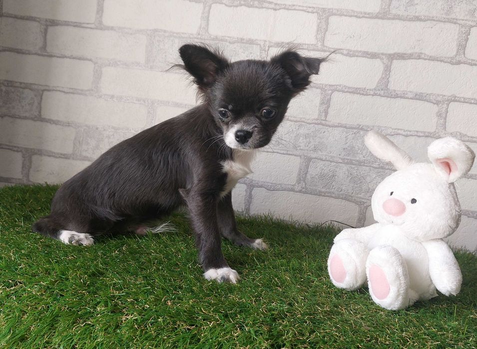 Довгошерсті хлопчики Чихуахуа