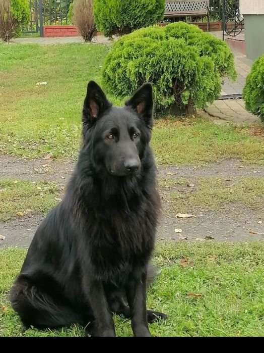 Czarne owczarki staroniemieckiego suczka