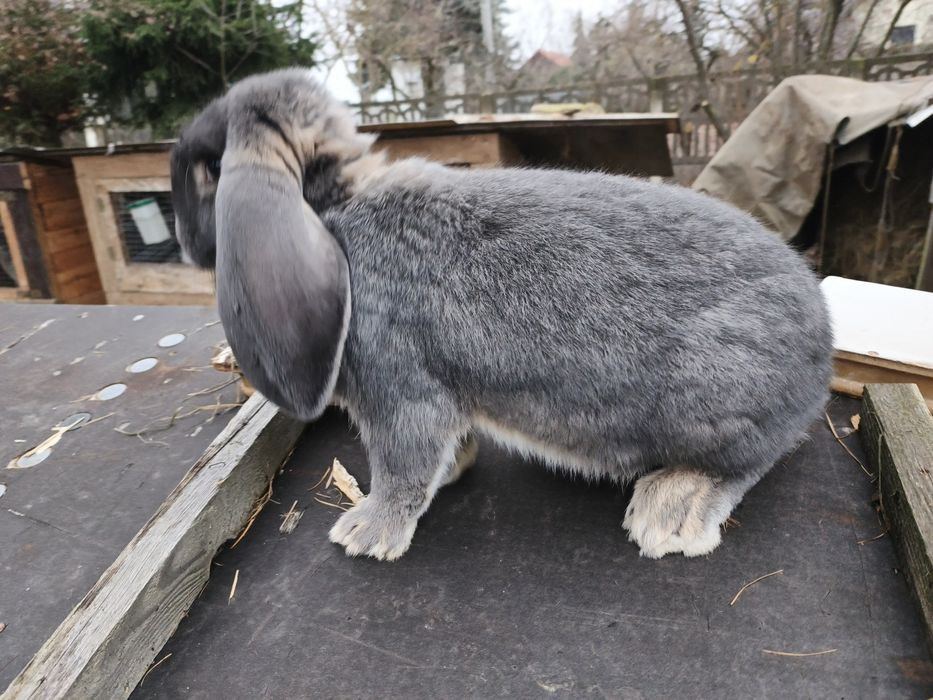 Króliki baran francuski  samiec