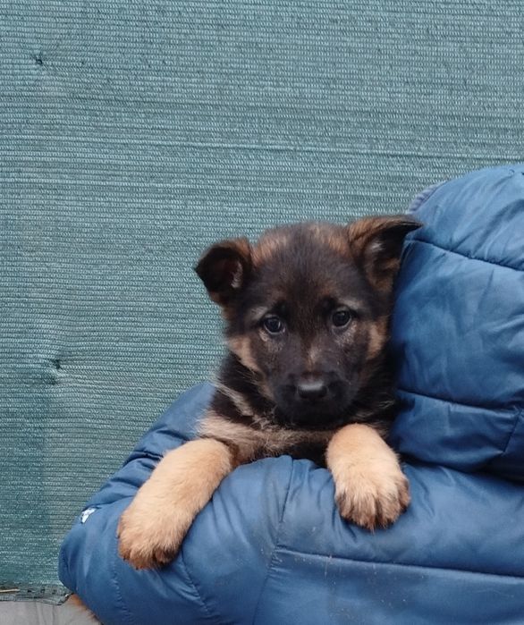 Продам цуценят німецької вівчарки