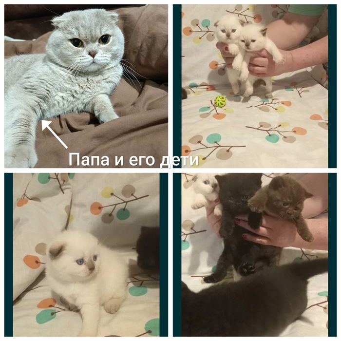 Вязка Шотландский Кот