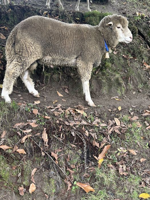 Vendo carneiro com dois anos raçado de ille de france