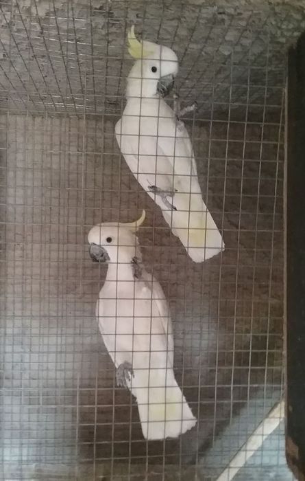 Catatua Galarita Grande Eleonoras