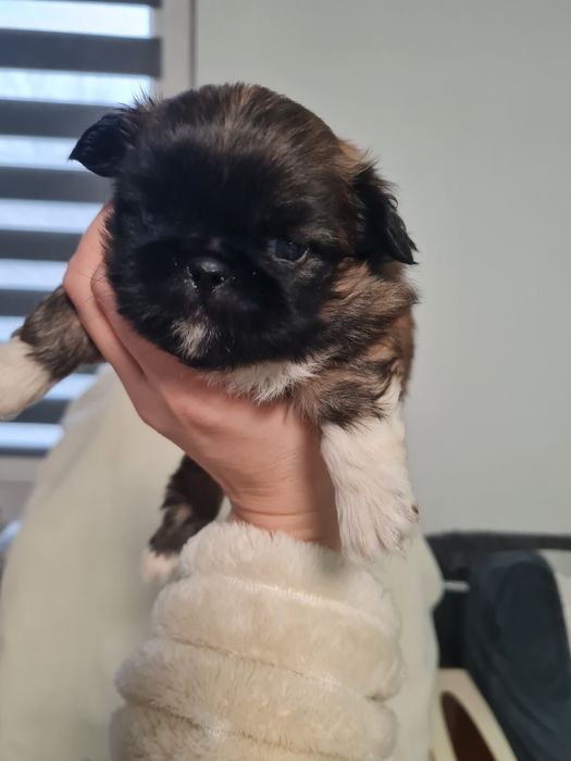 Пекінес королівський міні