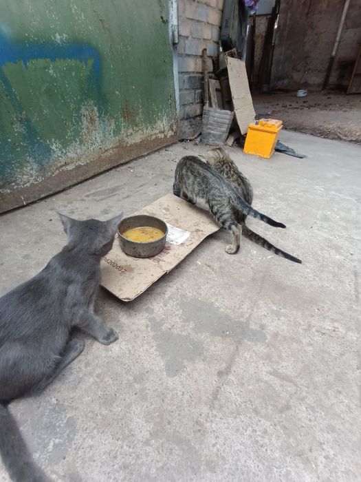 Кошеня є і хлопці і дівчата дуже гарні та ручні домашні тварини