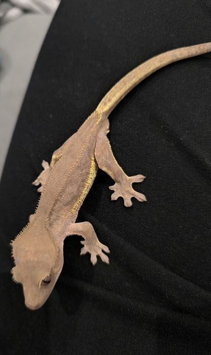 Gekon orzęsiony samiec