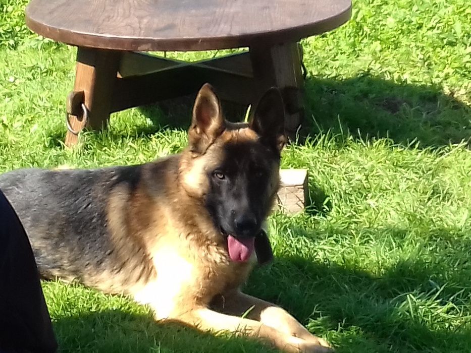 Кобель Німецька вівчарка для вязки