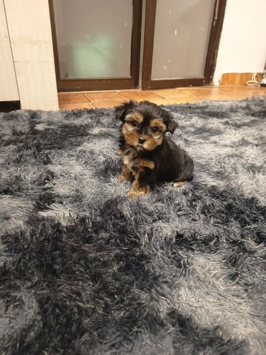 Yorkshire Terrier anão ,vacinado e desparasitados