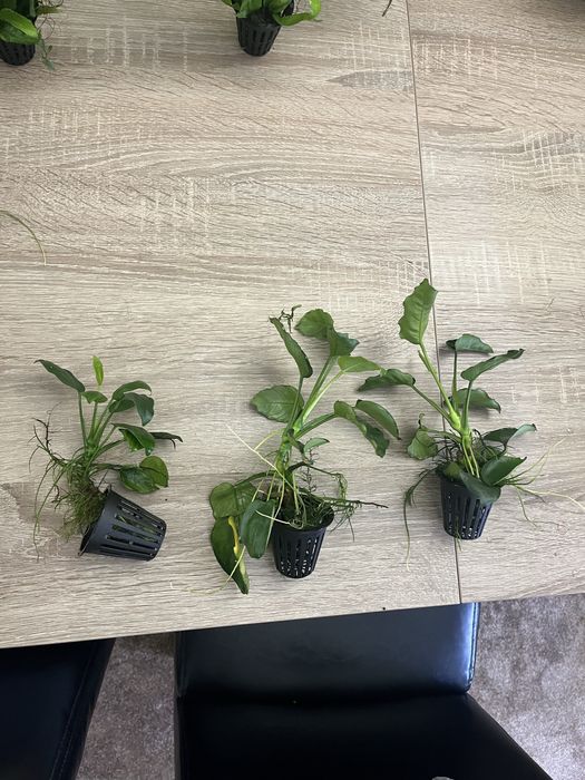 Plantas aquáticas + troncos aquario