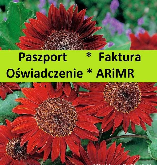 Słonecznik Ozdobny nasiona Velvet Queen  * ARiMR *paszport *FVAT