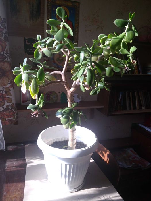 Кімнатні рослини.Грошове дерево.