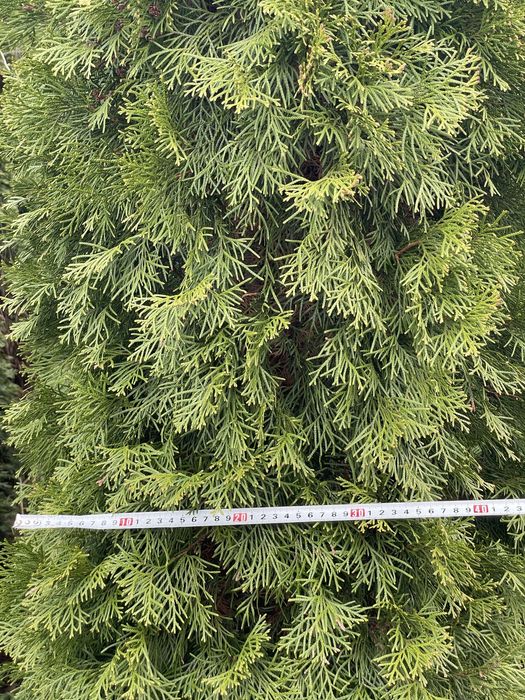 Туї, 2,5 метри висотою