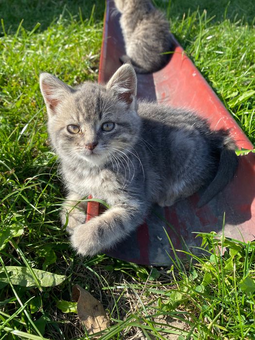Шотландські кошенята