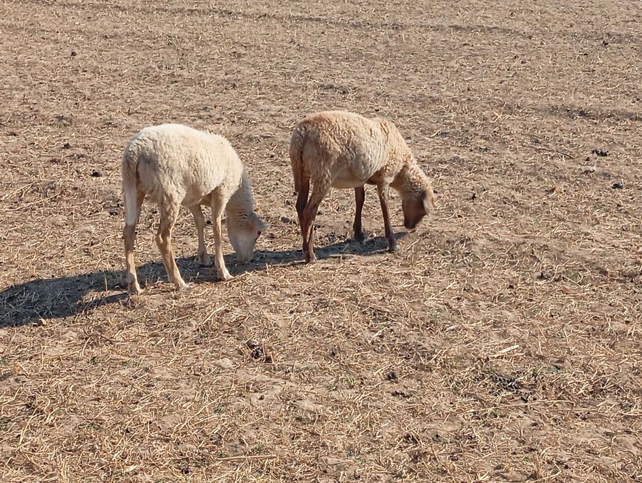 Borregas cruzadas de muflao dos camarões para venda . Animais muito dóceis. Bons para criar ou comer